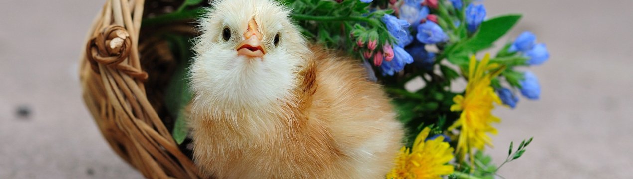 Житомирські кури живуть довго і щасливо в приватних «номерах» і на елітному комбікормі