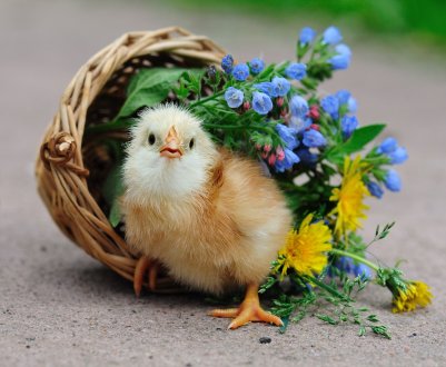 Житомирські кури живуть довго і щасливо в приватних «номерах» і на елітному комбікормі