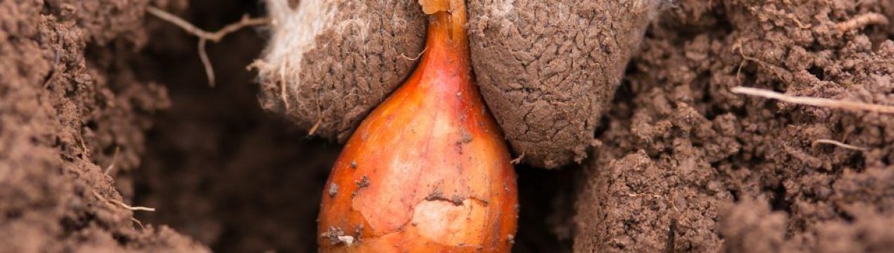 Як правильно садити цибулю восени під зиму?