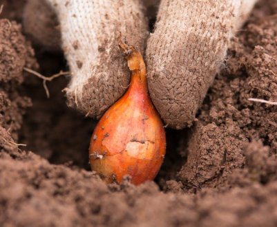 Як правильно садити цибулю восени під зиму?