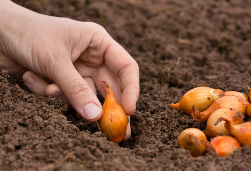 Посадка цибулі