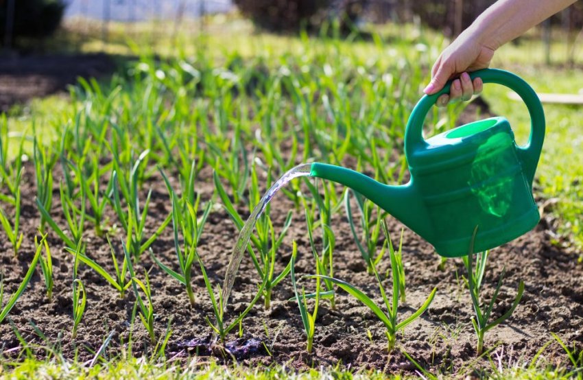 Полив цибулі