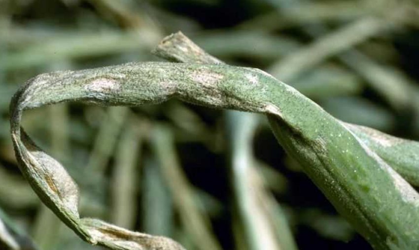 Пероноспороз