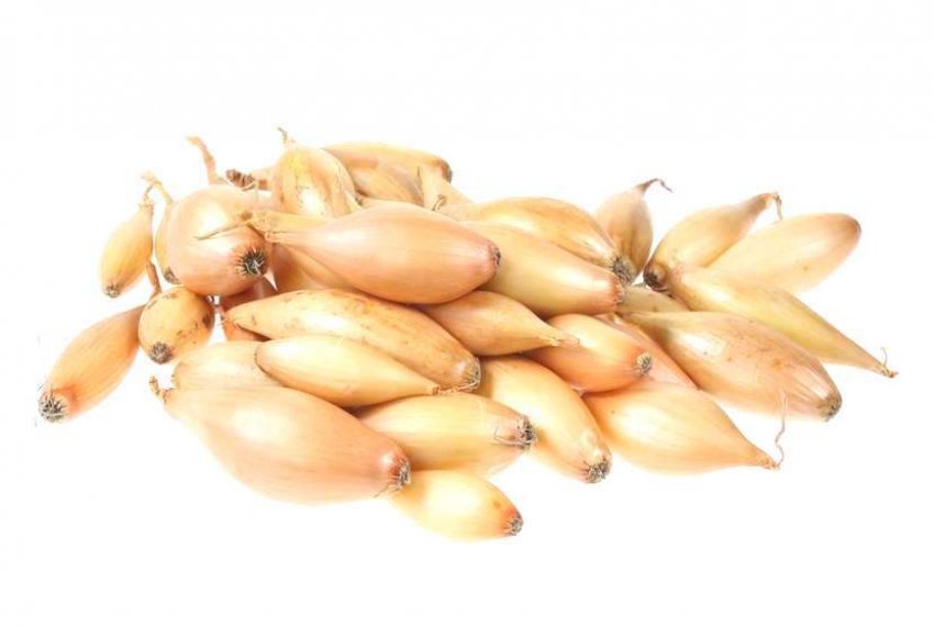 Цибулю Бамбергер