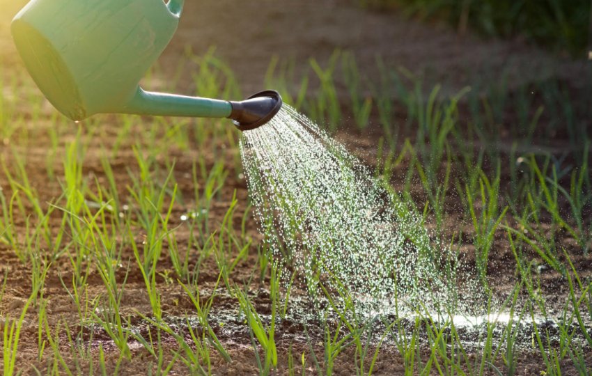 Полив цибулі