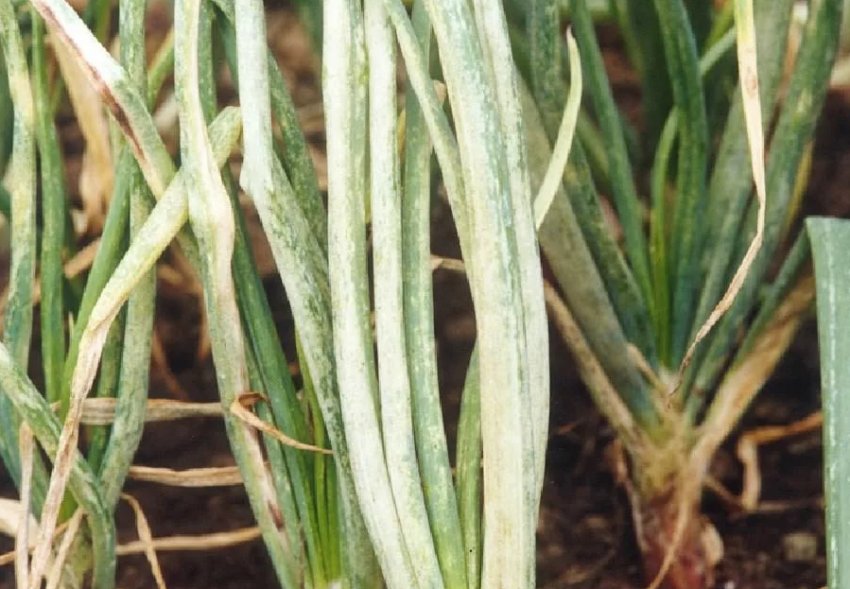 Жовта карликовість