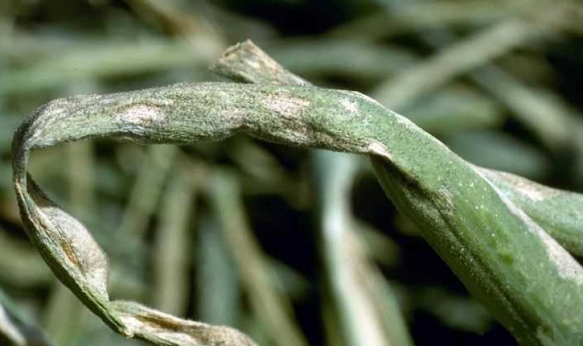 Пероноспороз