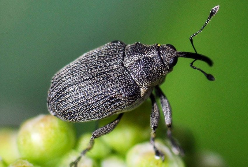 Прихованохоботник