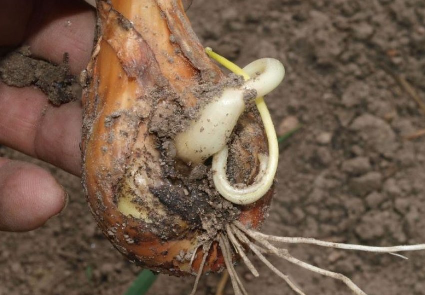 Цибулинна нематода