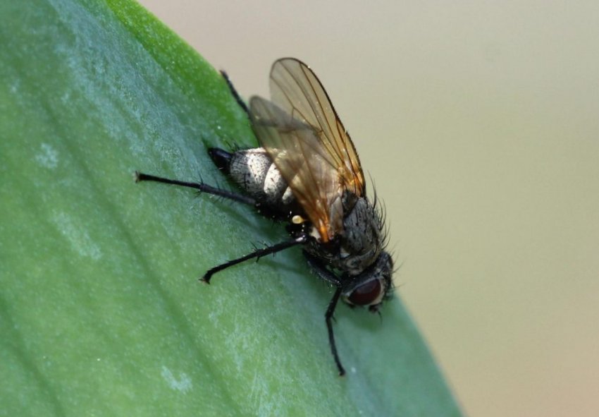 Цибульна муха