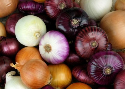 Как правильно хранить репчатый лук зимой в домашних условиях