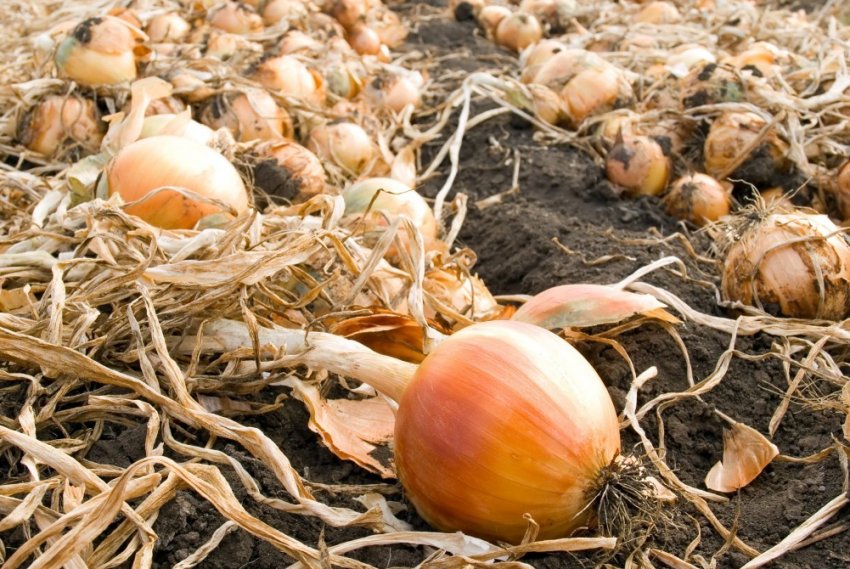Ріпчасту цибулю