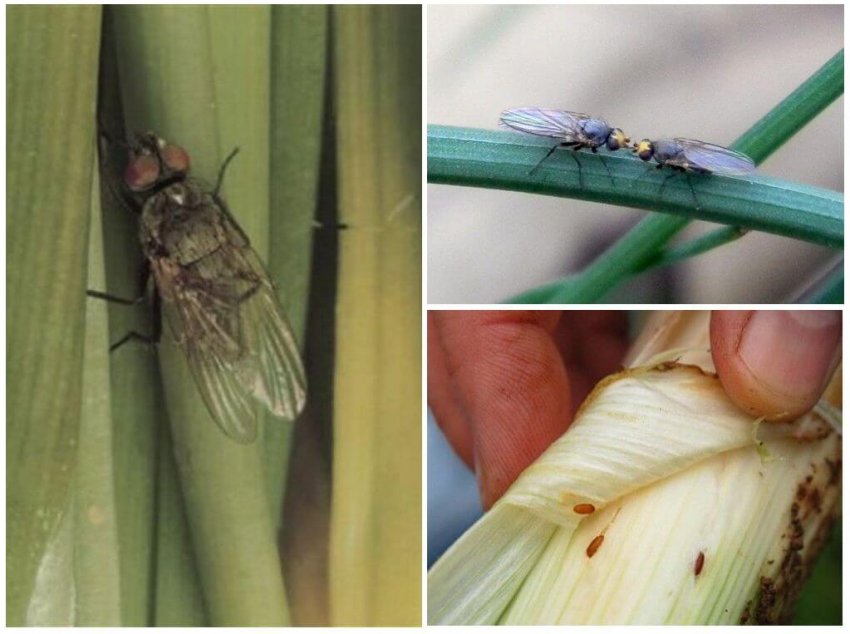 Цибульні мошки