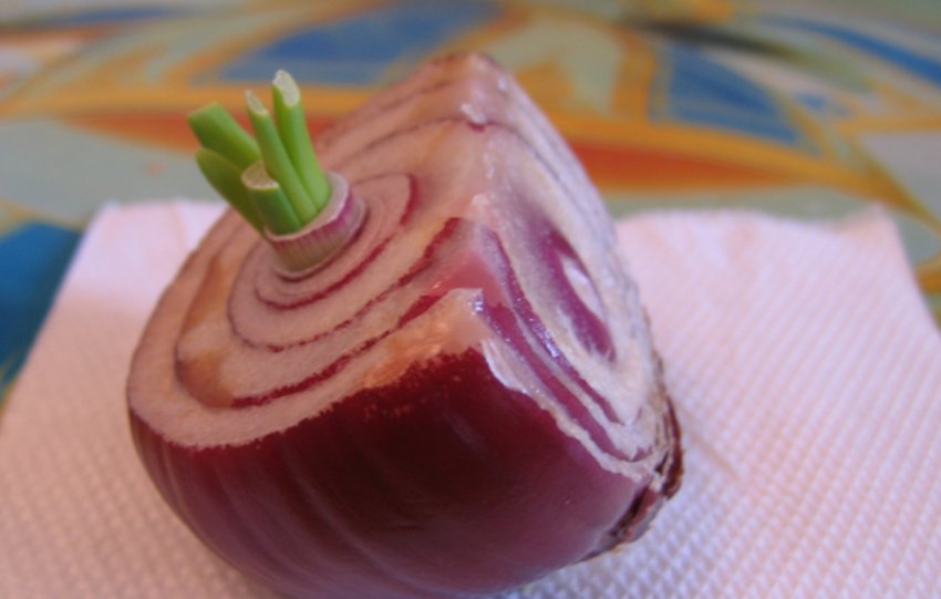 Пророщений цибулю