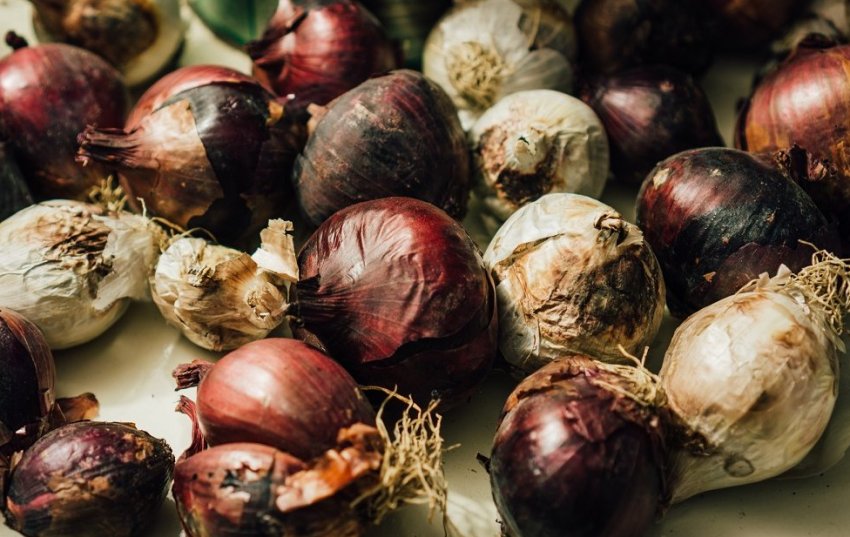 Цибулю почав гнити