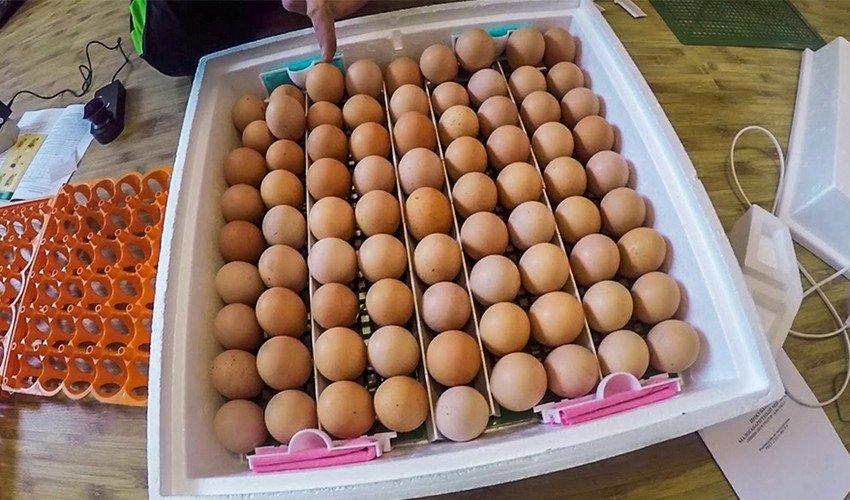 Закладка яєць