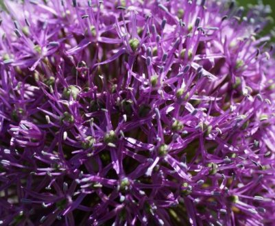 Цибуля Суворова: опис та характеристика сорту