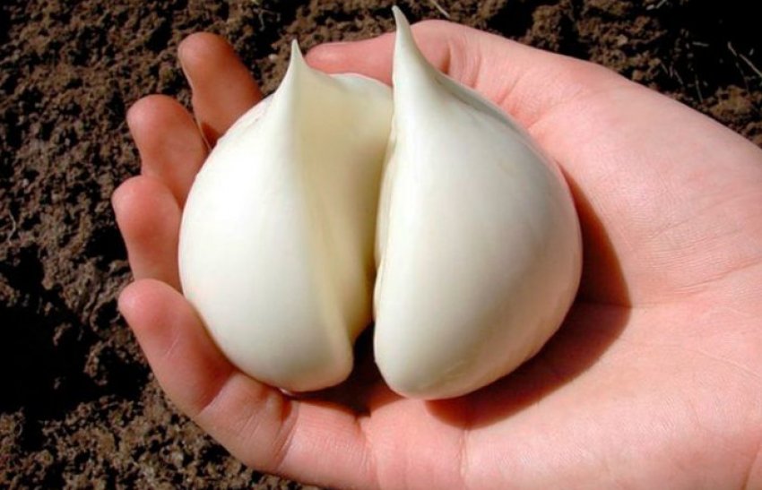 Вирощування вегетативним способом