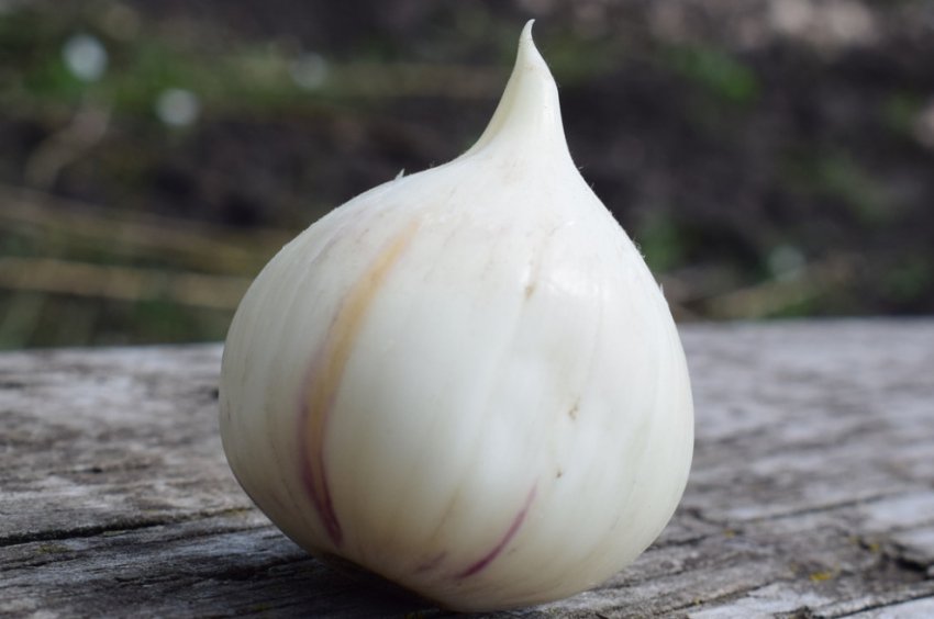 Цибулю Анзур