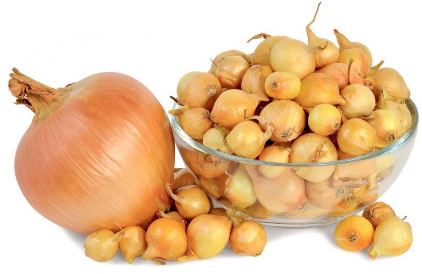 Донецький золотистий