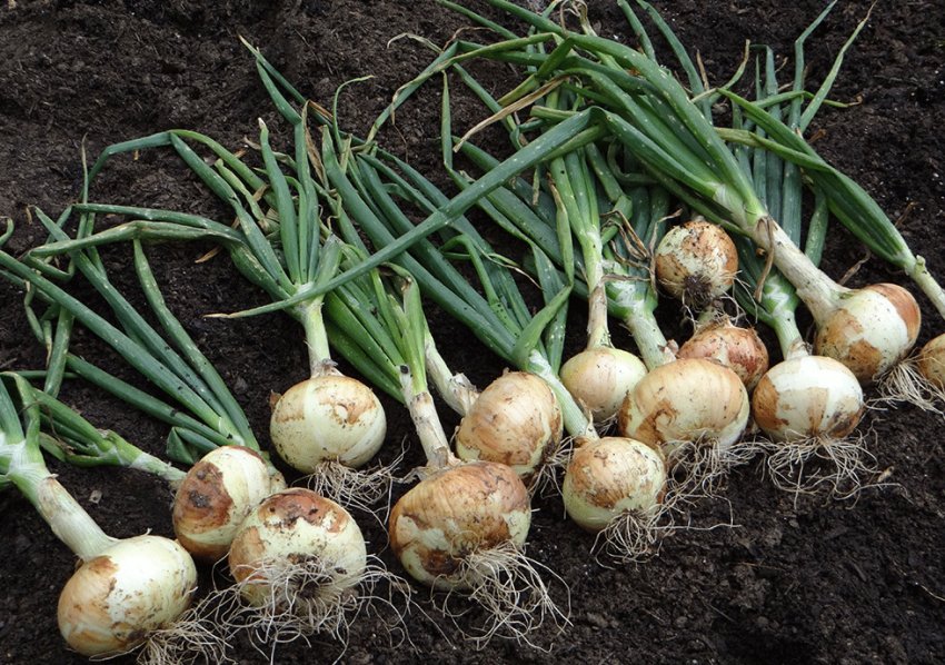 Збір цибулі