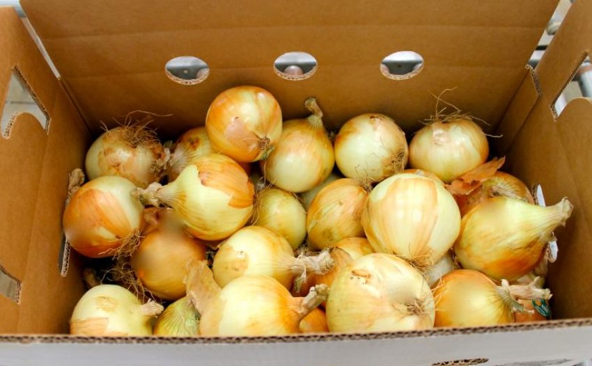 Зберігання цибулі в картонній коробці