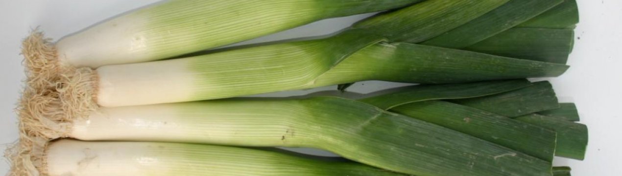Найбільш смачні та врожайні сорти цибулі-порею