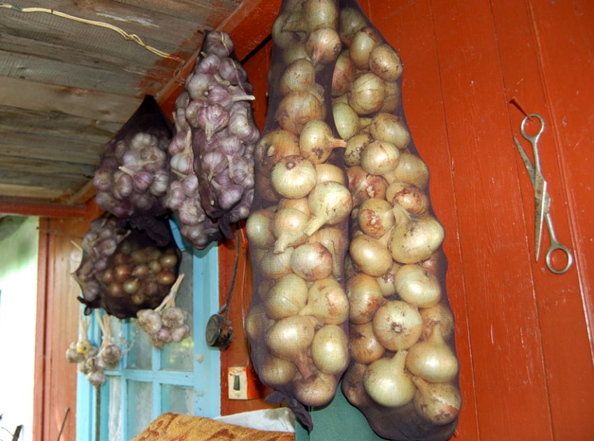 Зберігання цибулі в капронових колготках