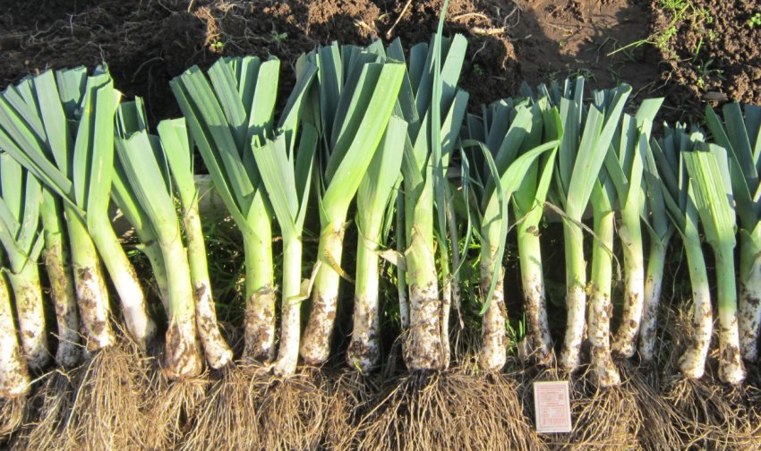 Лук порей ланцелот. Порей сорта. Порей сорта. Лук порей многолетний. Порей карантанский.