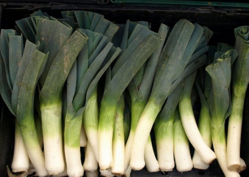 Казимир Казимир