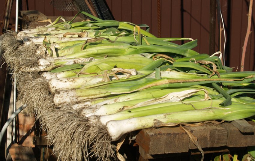 Карантанський Карантанський