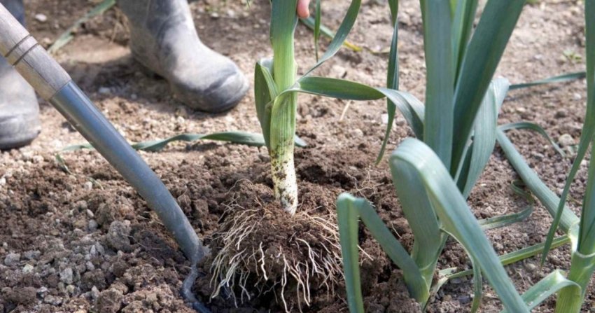Вирощування цибулі-порей Вирощування цибулі-порей
