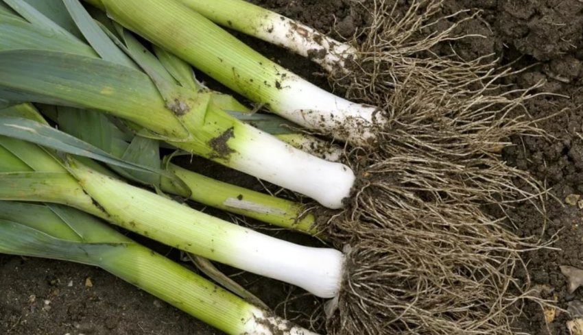 Збирання врожаю цибулі-порей Збирання врожаю цибулі-порей