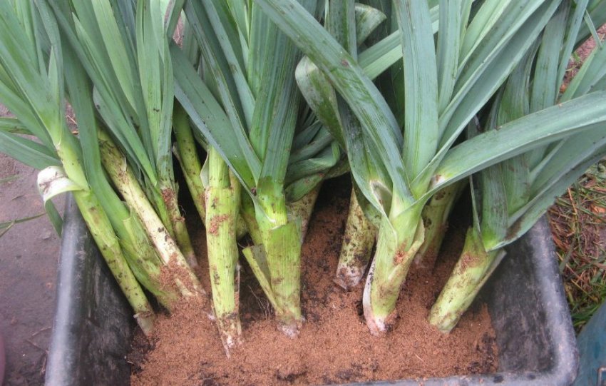 Зберігання цибулі-порей Зберігання цибулі-порей