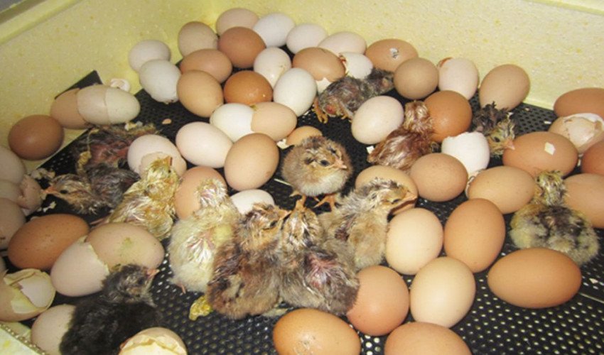 Вилуплення курчат
