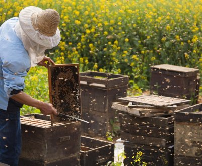Все про бджільництво для початківців: з чого почати майбутнього пасічнику