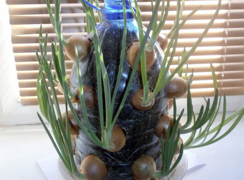 Врожай цибулі Врожай цибулі