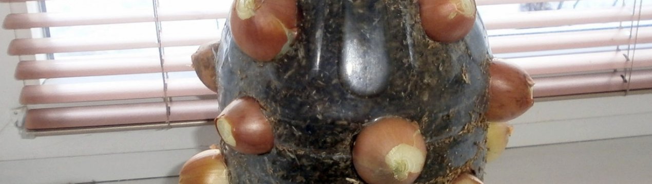 Як виростити цибулю в пластиковій пляшці?