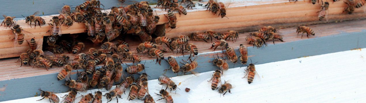 Особенности зимовки пчёл в теплице из поликарбоната