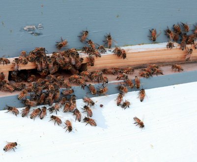 Особливості зимівлі бджіл в теплиці з полікарбонату