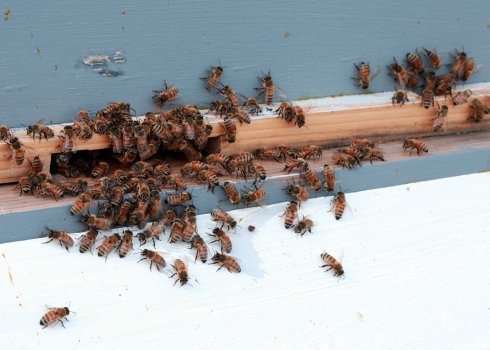 Особенности зимовки пчёл в теплице из поликарбоната