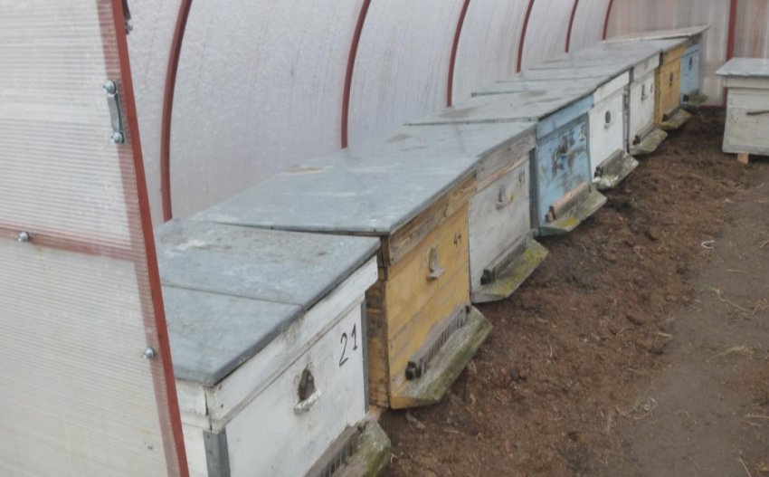 Бджоли в теплиці