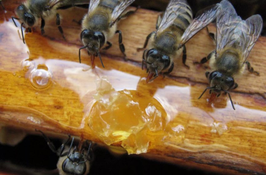 Кормление пчёл