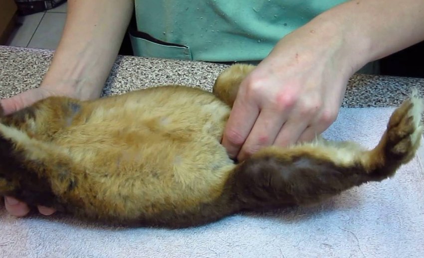 Пальпація живота кролиці Пальпація живота кролиці