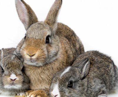 Вагітність у кроликів