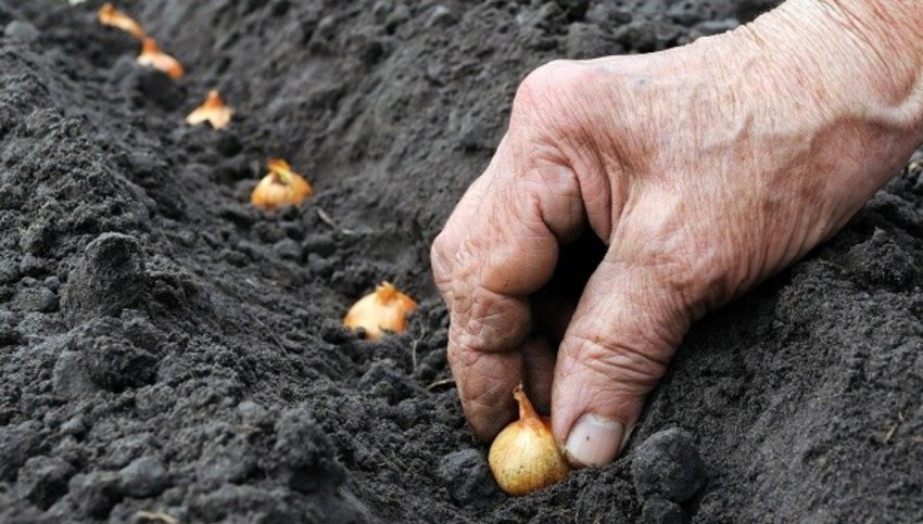 Посадка лука під зиму