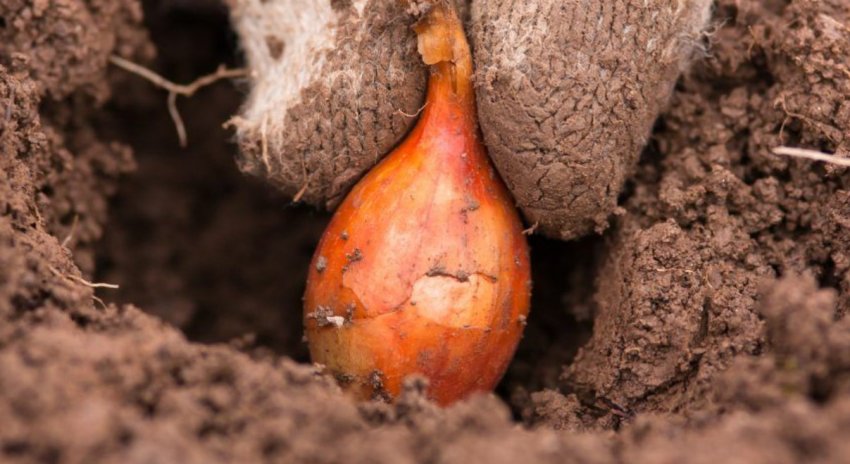 Глибина посадки цибулі