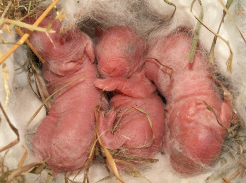 Новорождённые крольчата