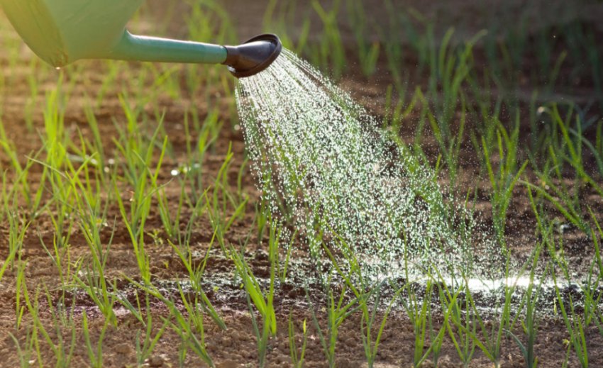 Полив і підживлення озимої цибулі