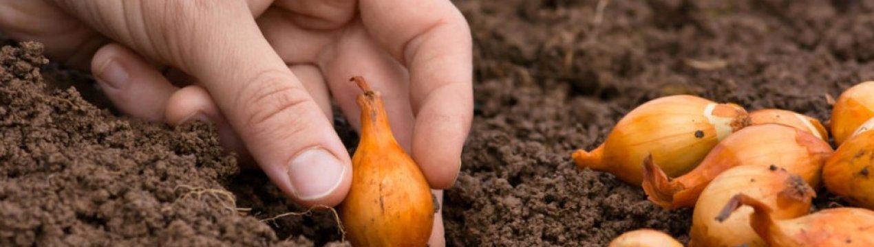 Посадка цибулі під зиму у відкритий грунт восени